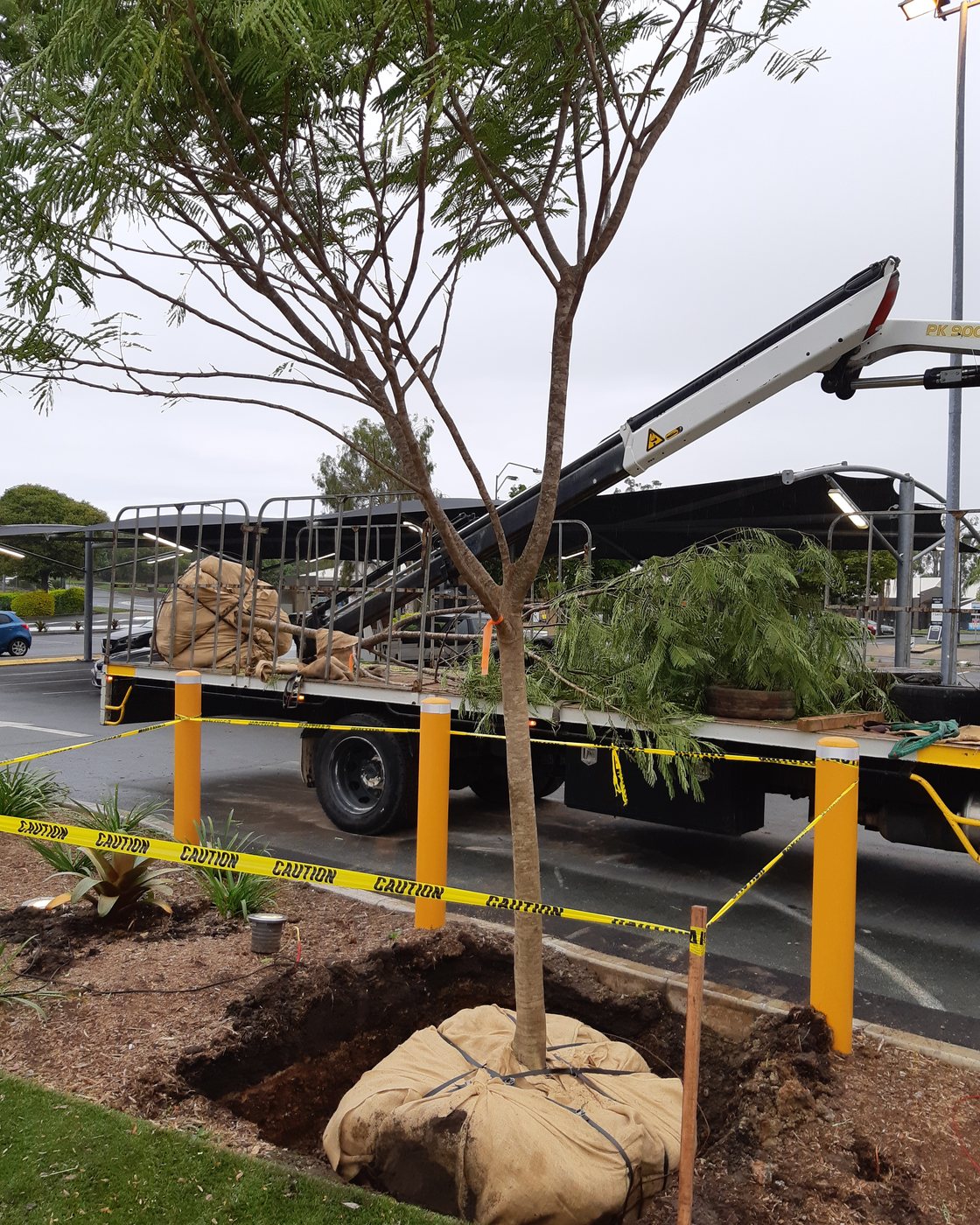 A feature tree being installed at a commercial site